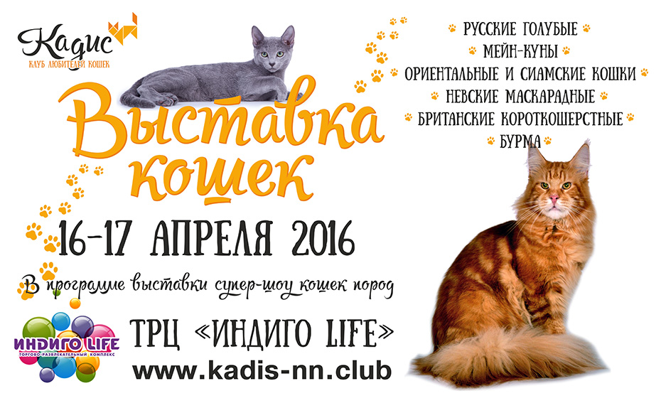 Выставка кошек нижний